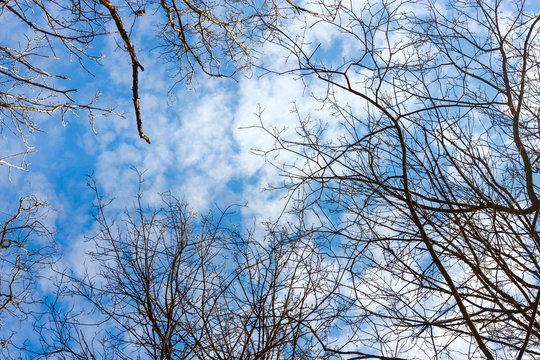 Looking up through the branches of trees on a blue sky with white clouds