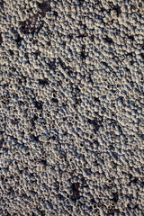 Texture of the  wall with sea shells close-up