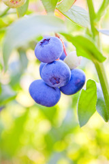 Obraz premium Large ripe blueberries