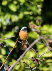 新緑の中の、ジョウビタキ
