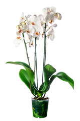 Naklejka na ściany i meble White orchid in pot