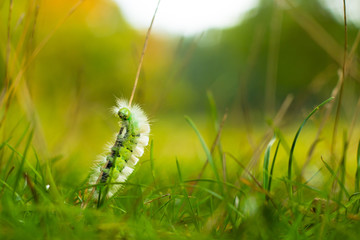 Pale Tussock moth caterpillar