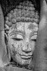 Fototapeta na wymiar Buddha head in root tree