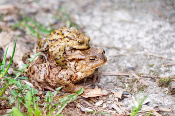 Mating frogs in the lake. Pair of brown common toads.