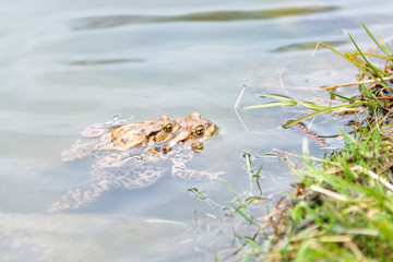 Mating frogs in the lake. Pair of brown common toads.