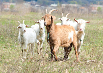 Homemade goats on the backyard