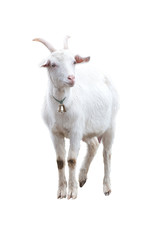White goat with bell. Isolated.