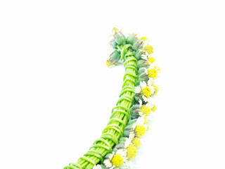 Yellow grass flower on white.