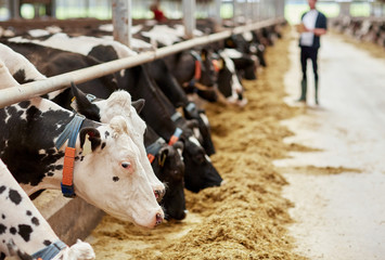 herd of cows eating hay in cowshed on dairy farm