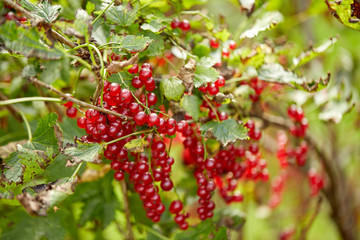 red currant bush at summer garden branch