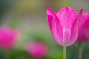 Pink Tulip Among Others