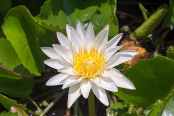 Beautiful white lotus in garden