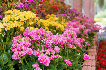 Pink kalanchoe calandiva flowers
