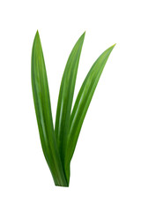 Pandan Leaves isolated on white background