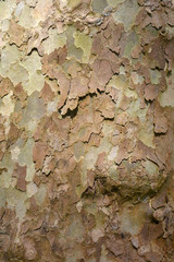 Tronc d'arbre - Texture