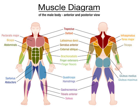 Muscle diagram - most important muscles of an athletic male body - anterior and posterior view - labeled isolated vector illustration on white background.