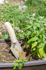 Garden scoop for transplantation