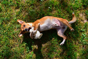 A small and sweet light brown and white dog is belly-up on a lawn with a rubber duck in the mouth. The photo is from above. Sunny day
