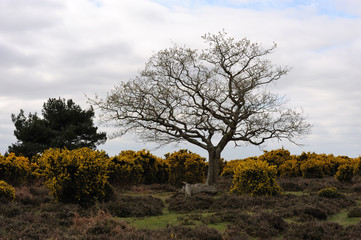Fototapeta na wymiar Baum im Dartmoor Nationalpark