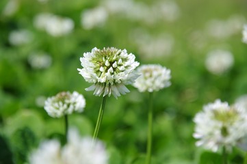 クローバーの花