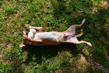 A small and sweet light brown and white dog is belly-up on a lawn with a rubber duck in the mouth. The photo is from above. Sunny day
