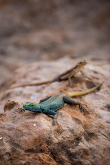 Sekukhune Flat Lizard and African Striped Skink on Stone, South Africa, Africa