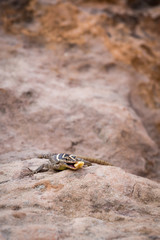 African Striped Skink (Trachylepsis striata) on Stone, South Africa, Africa