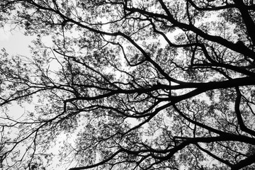 Tree branches black and white