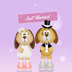 Wedding of dogs