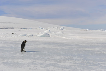 Emperor Penguin on the snow