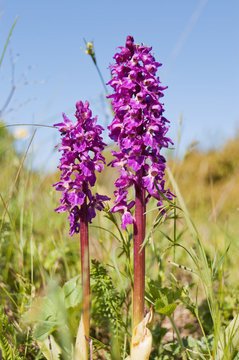 Green-winged orchid or green-veined orchid (Anacamptis morio or Orchis morio) in Estonia.