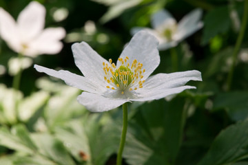 Closeup of wood anemone flower (anemone nemorosa) in spring forest, Finland.