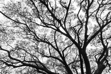 Tree branches black and white