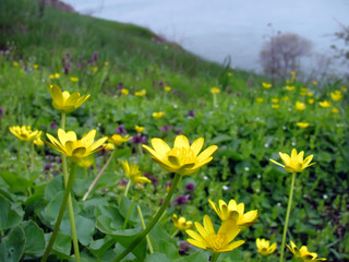 Obraz premium Spring meadow of yellow wildflowers (Ficaria verna)