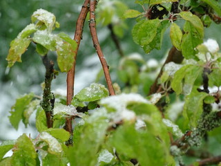 Schneetreiben im April