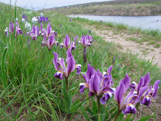 Spring wildflowers magenta irises (Pygmy irises) on the riverbank
