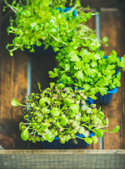 Radish kress, water kress and coriander sprouts in blue plastic pots on wooden tray background, top view, selective focus