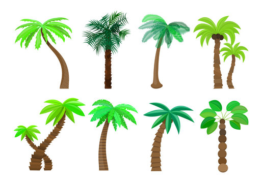 Palm tree isolated in cartoon style set on a white background Vector Illustration