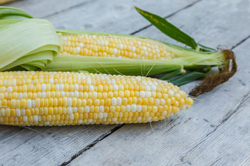 Freshly picked bicolor sweet corn on a wooden background.