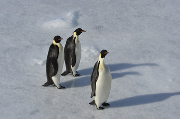 Emperor Penguin on the snow
