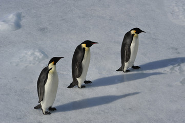 Fototapeta na wymiar Emperor Penguin on the snow