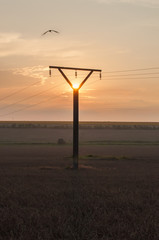Obraz premium Field of ripe cereals and power lines at dusk 2