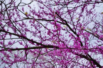 A redbud, or cercis, tree with pink flowers