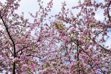 Pink cherry blossoms of a prunus tree in spring