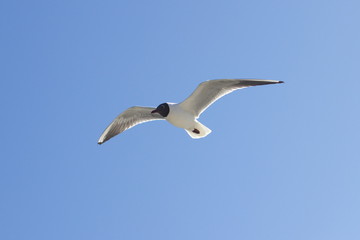 Fototapeta na wymiar A black-headed gull in the sky