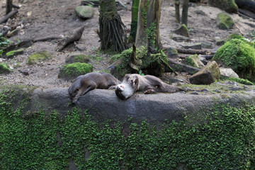 Two otters on a rock one is rolling over.
