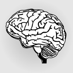 Brain vector illustration eps 10