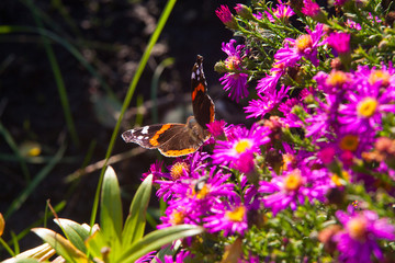 Beautiful red and pink flowers on green background