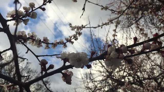 Apricot Tree in Blossom