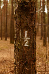 inside pine tree forest / coniferous forest 1/2